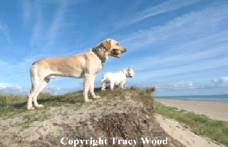 DOGS1